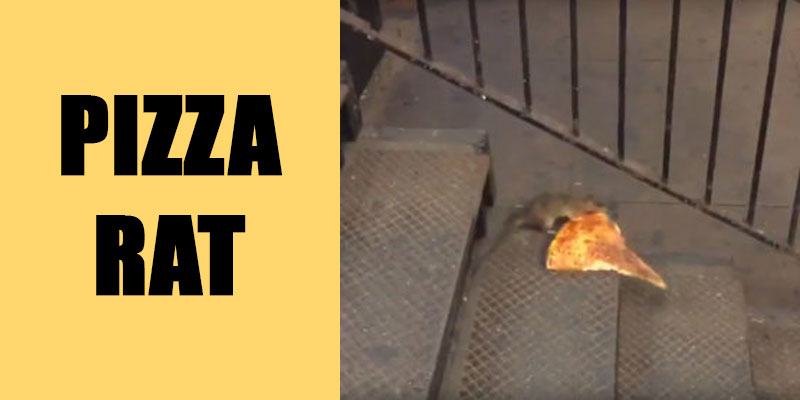 pizza-rat