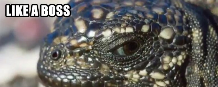 iguana-vs-snakes-video
