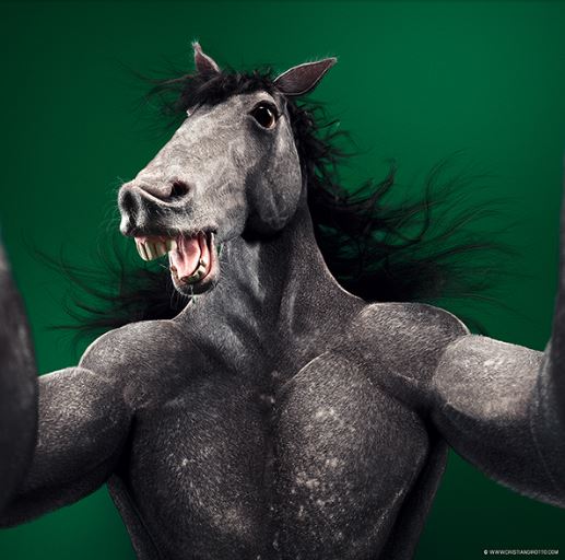 animal selfies horse