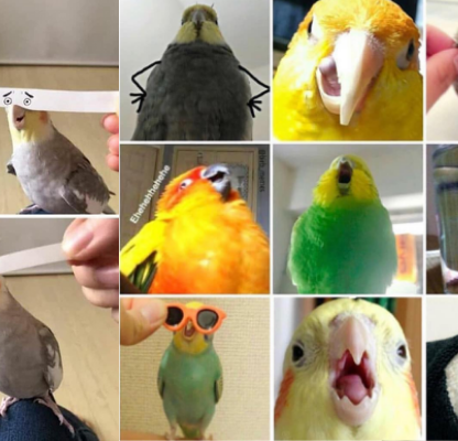 birb memes