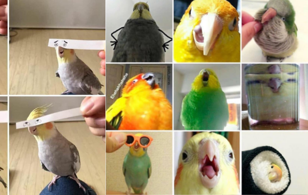 birb memes