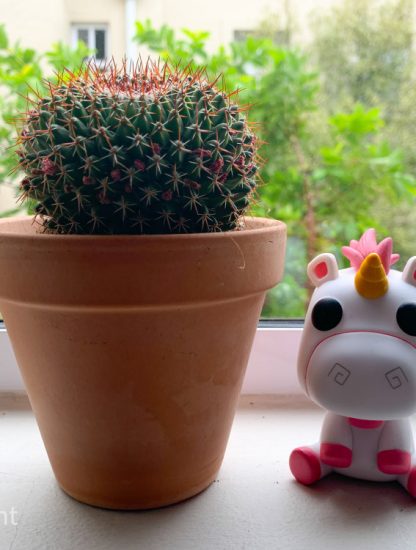 subscription box for plant lovers
