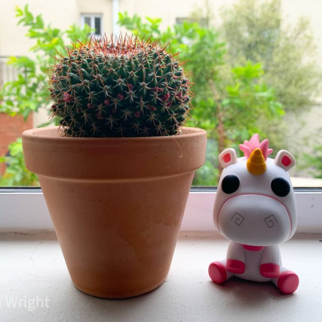 subscription box for plant lovers