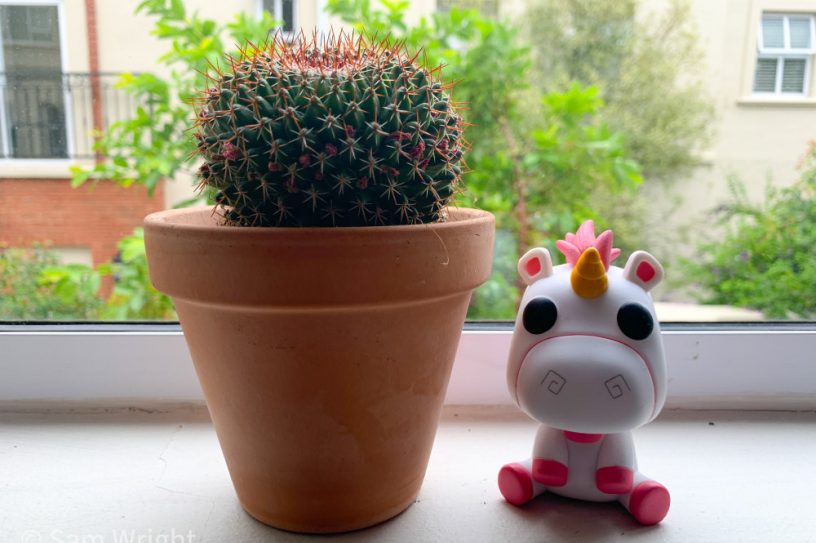 subscription box for plant lovers