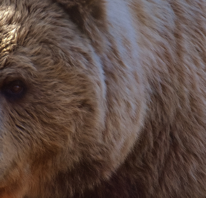 fat bear week 2021 bytesized
