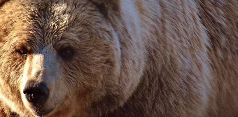 fat bear week 2021 bytesized