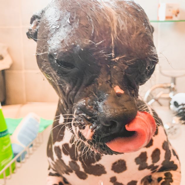 Hansgrohe DogShower