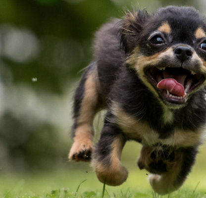 dogs out bytesized